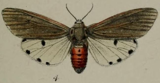 File:04-Areas moloneyi=Aloa moloneyi (Druce, 1887).JPG