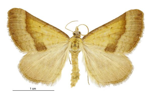 File:Anachloris subochraria male LRNZ.jpg