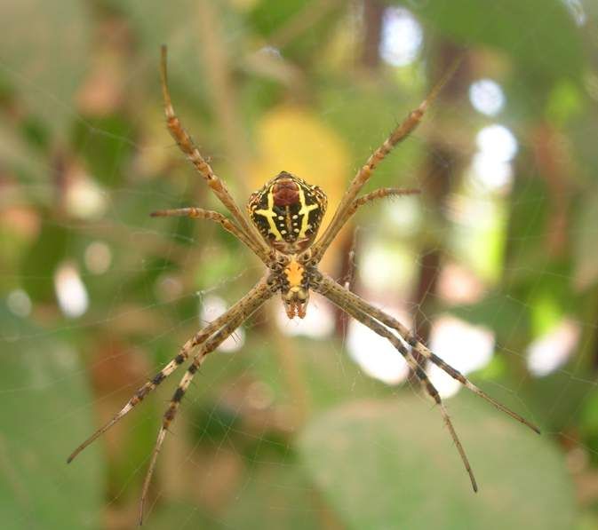 File:Argiope.jpg