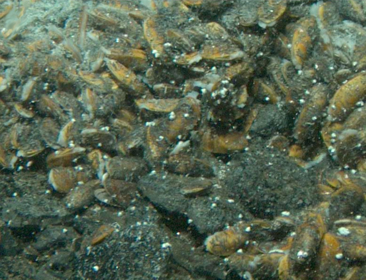 File:Bathymodiolus thermophilus.png