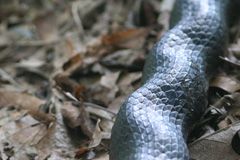 File:Black Rat Snake, Crinkle.jpg