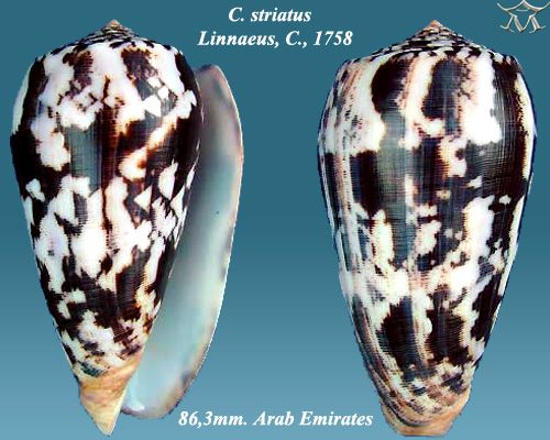 File:Conus striatus 4.jpg