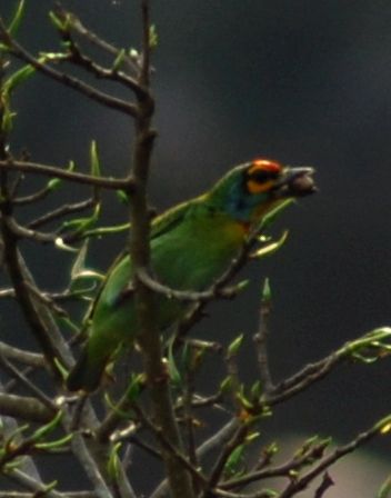 File:Crimsonfrontedbarbet.JPG