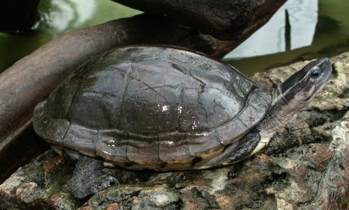 File:Cuora amboinensis 3 male.jpg