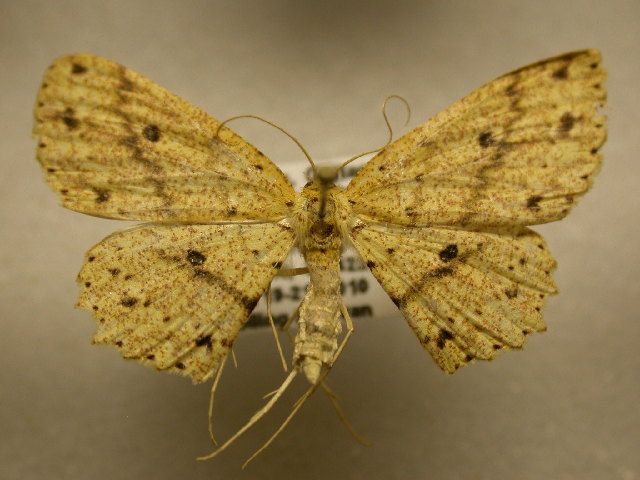 File:Cyclophora silas.jpg