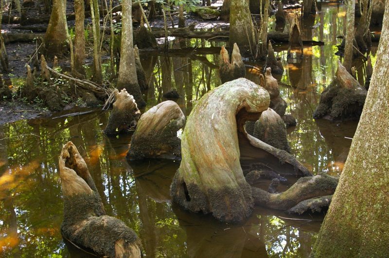 File:Cypress Knees Beidler Forest.jpg