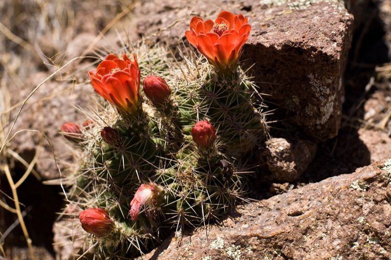 File:Echinocereus coccineus.jpg