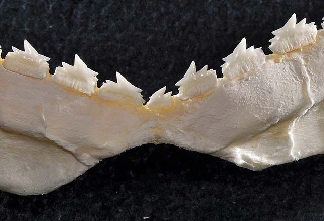 File:Echinorhinus cookei lower teeth.jpg