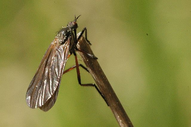 File:Empis.borealis.jpg