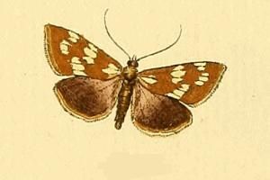 File:Epascestria pustulalis.JPG