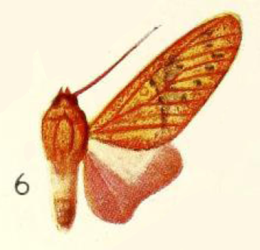 File:Eriostepta nigripuncta Joicey and Talbot 1918.png