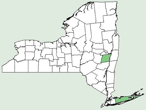 File:Gaillardia aristata NY-dist-map.png