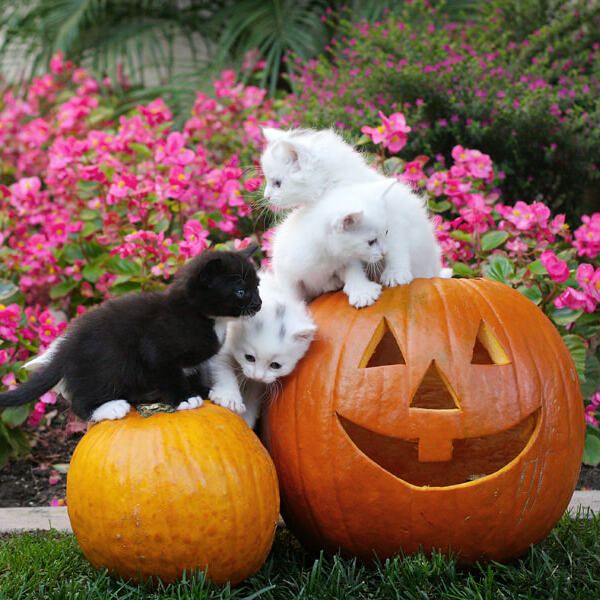 File:Halloween Kitties (60446842) (2007; cropped 2023).jpeg