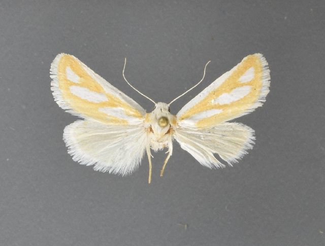 File:Hemigrotella argenteostriata1.jpg