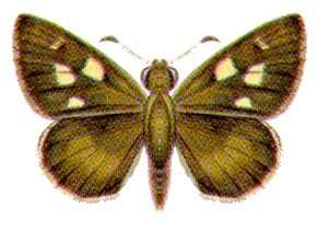 File:Hesperilla malindeva (ento-csiro-au).jpg