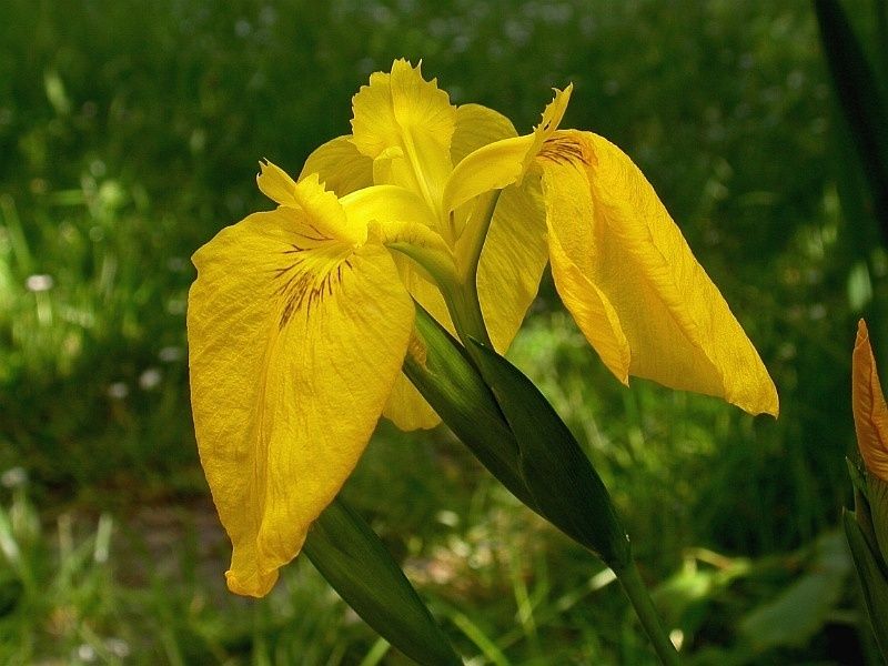 File:Iris pseudacorus 001.jpg