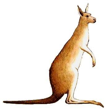 File:Kangaroo.png