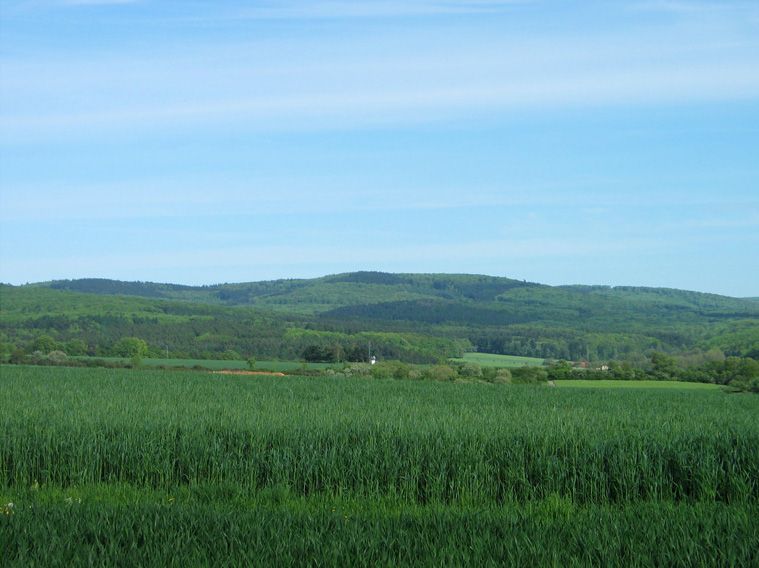 File:Kuhbett im Östlichen Hintertaunus.jpg