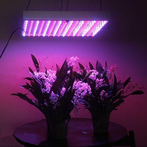 File:Led grown lights useful.jpg