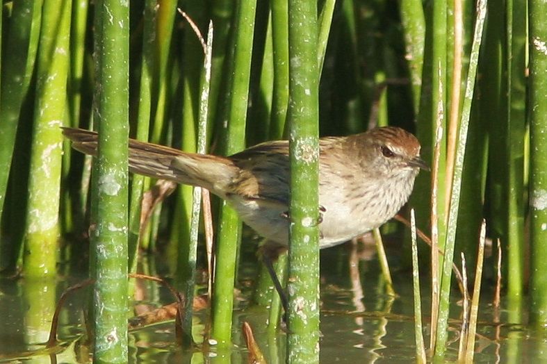 File:Little Grassbird.jpg