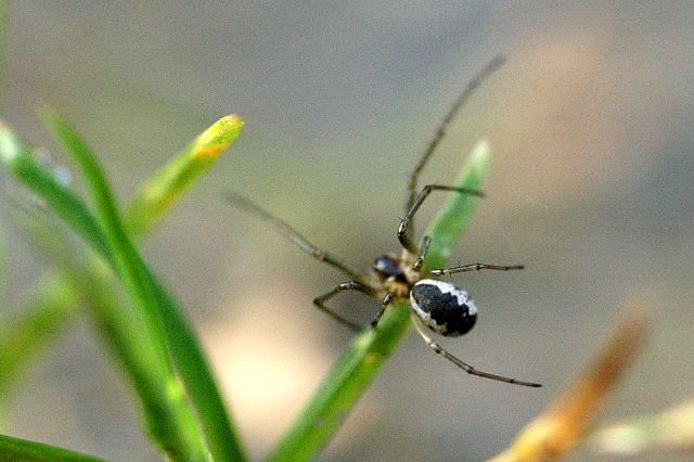 File:Neriene.peltata.male.jpg