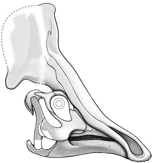 File:Olorotitan skull reconstruction.png