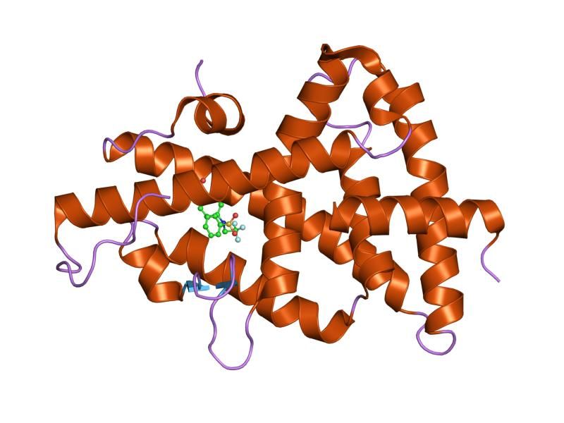 File:PDB 1upv EBI.jpg