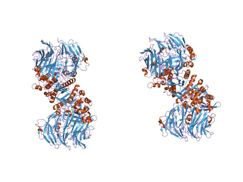 File:PDB 2oqi EBI.jpg