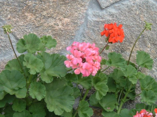 File:Pelargonium x hortorum.jpg