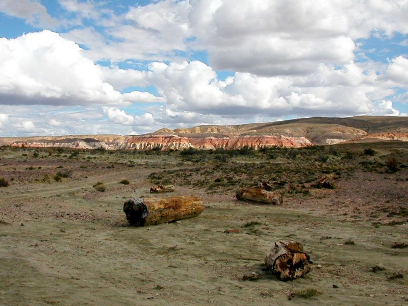 File:Petrified-wood-8.jpg