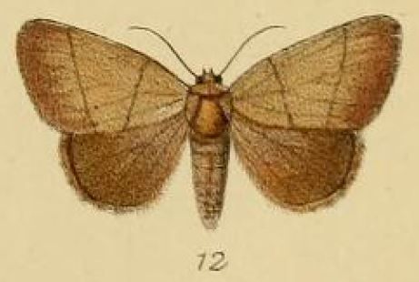 File:Pl.2-12-Leocyma pollusca=Neonegeta pollusca (Schaus & Clements, 1893).JPG