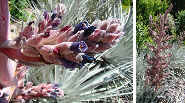 File:Puya ferruginea (8401526952).jpg