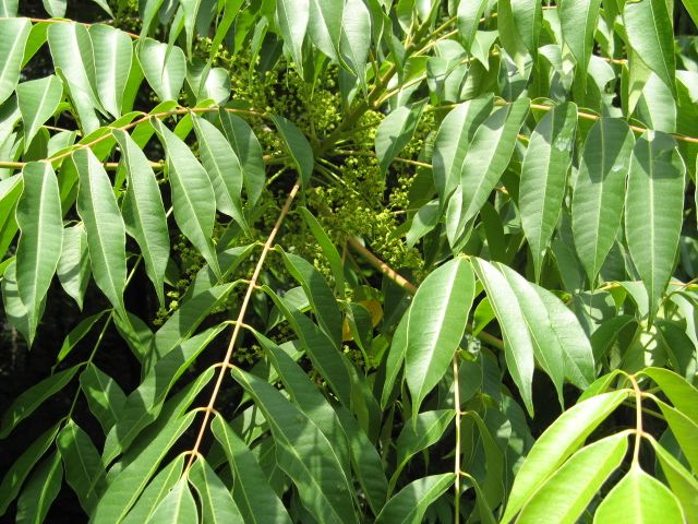 File:Rhus succedanea-01.jpg