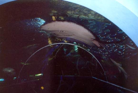 File:Stingray-overhead-at-UnderWaterWorld.jpg