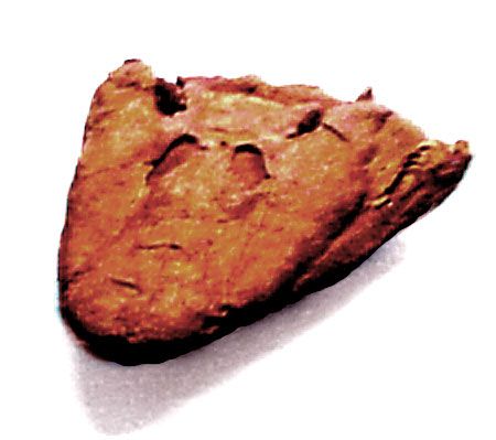 File:Tiktaalik skull front.jpg