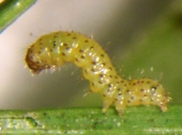 File:Xestia brunneopicta larva 1st instar.jpg