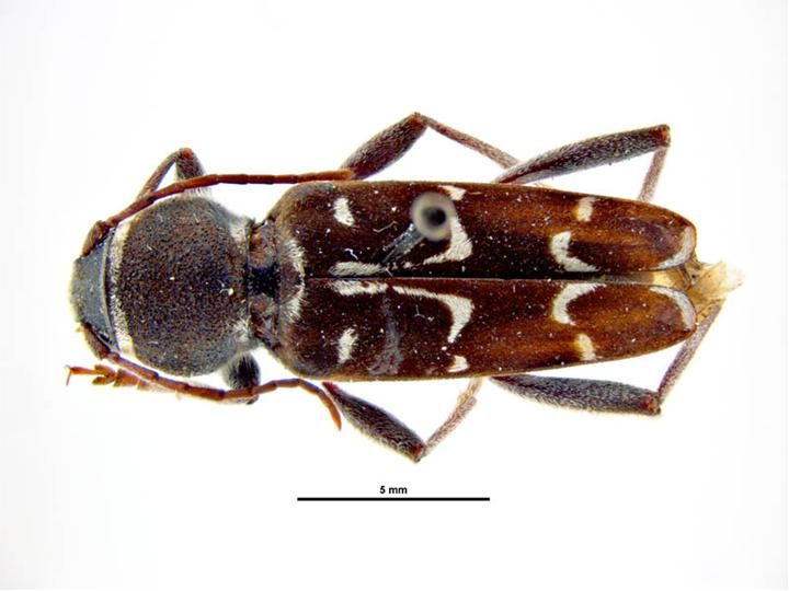 File:Xylotrechus longitarsis.jpg