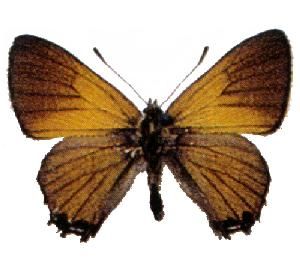 File:Acrodipsas aurata.jpg