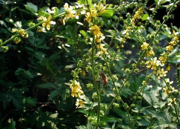 File:Agrimonia-eupatoria.JPG