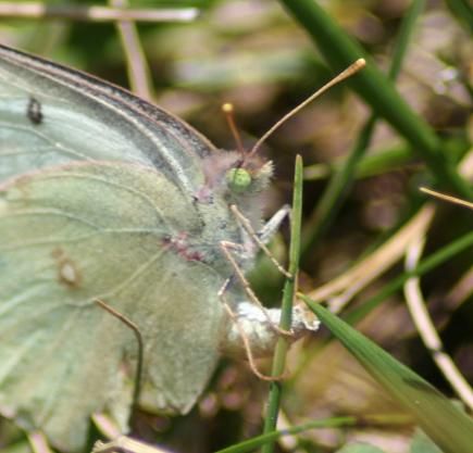 File:Albino Female Orange Sulphur, Megan McCarty57.jpg