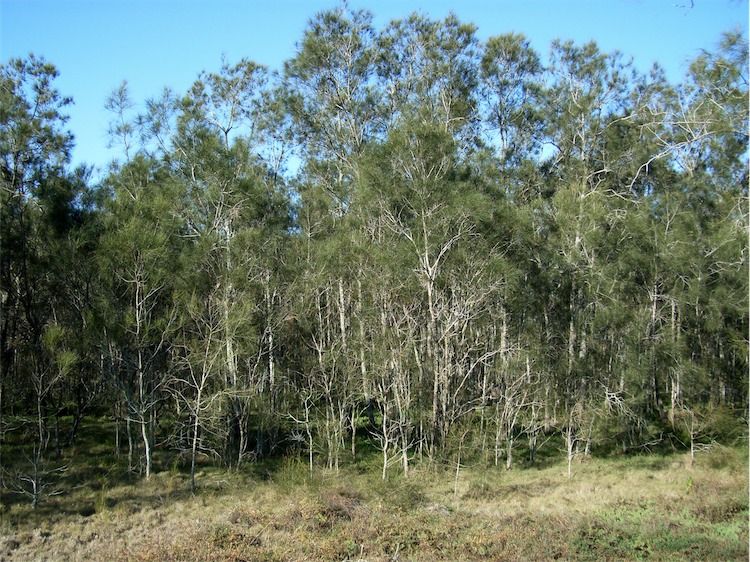 File:Allocasuarina littoralis habit.jpg