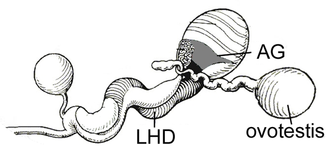 File:Aplysia californica reproductive system.png