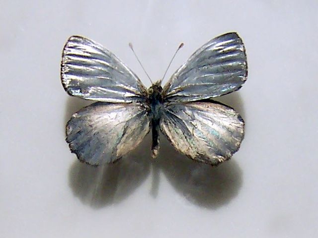 File:Argyrophorus argenteus01.jpg