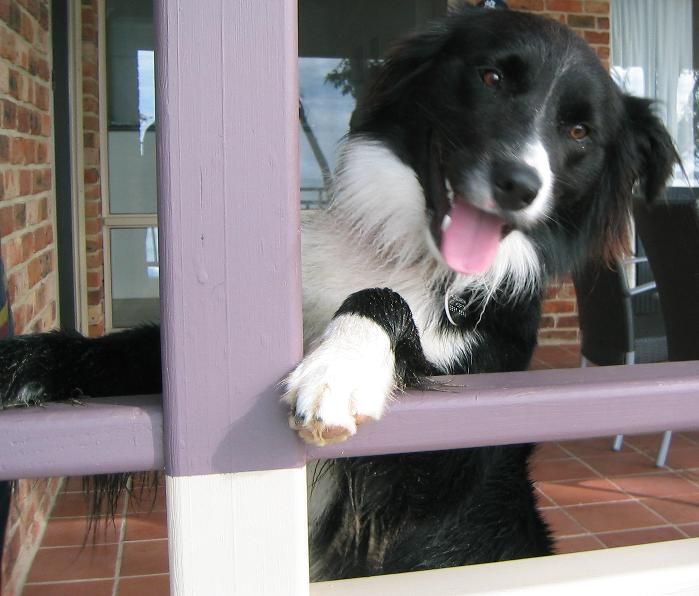 File:Australian Border Collie.jpg