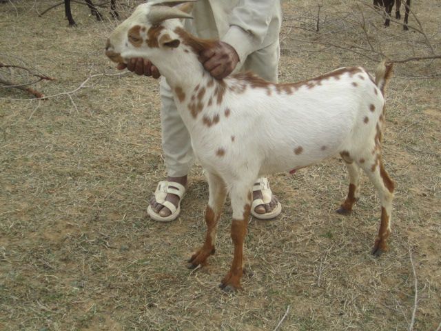 File:Barbari Goat.JPG