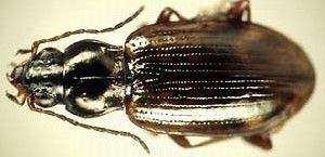 File:Bembidion incrematum.jpeg