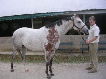 File:Bloody Shoulder on a Grey Horse.jpg