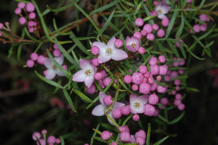 File:Boronia thujona.jpg