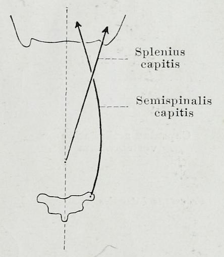 File:Braus 1921 58.png