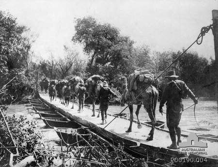 File:Camels on pontoon.jpg